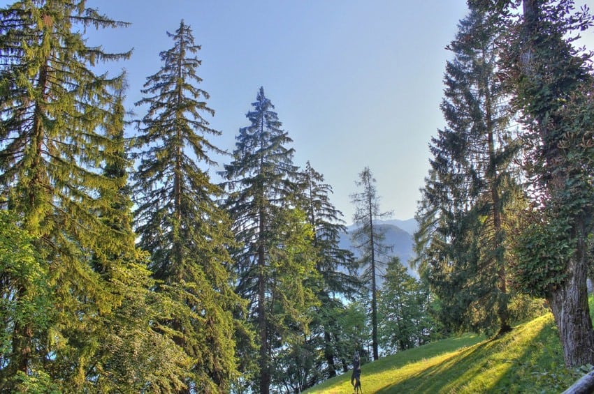 A grassy hillside with many tall trees, with a lake and hills visible in the distance.