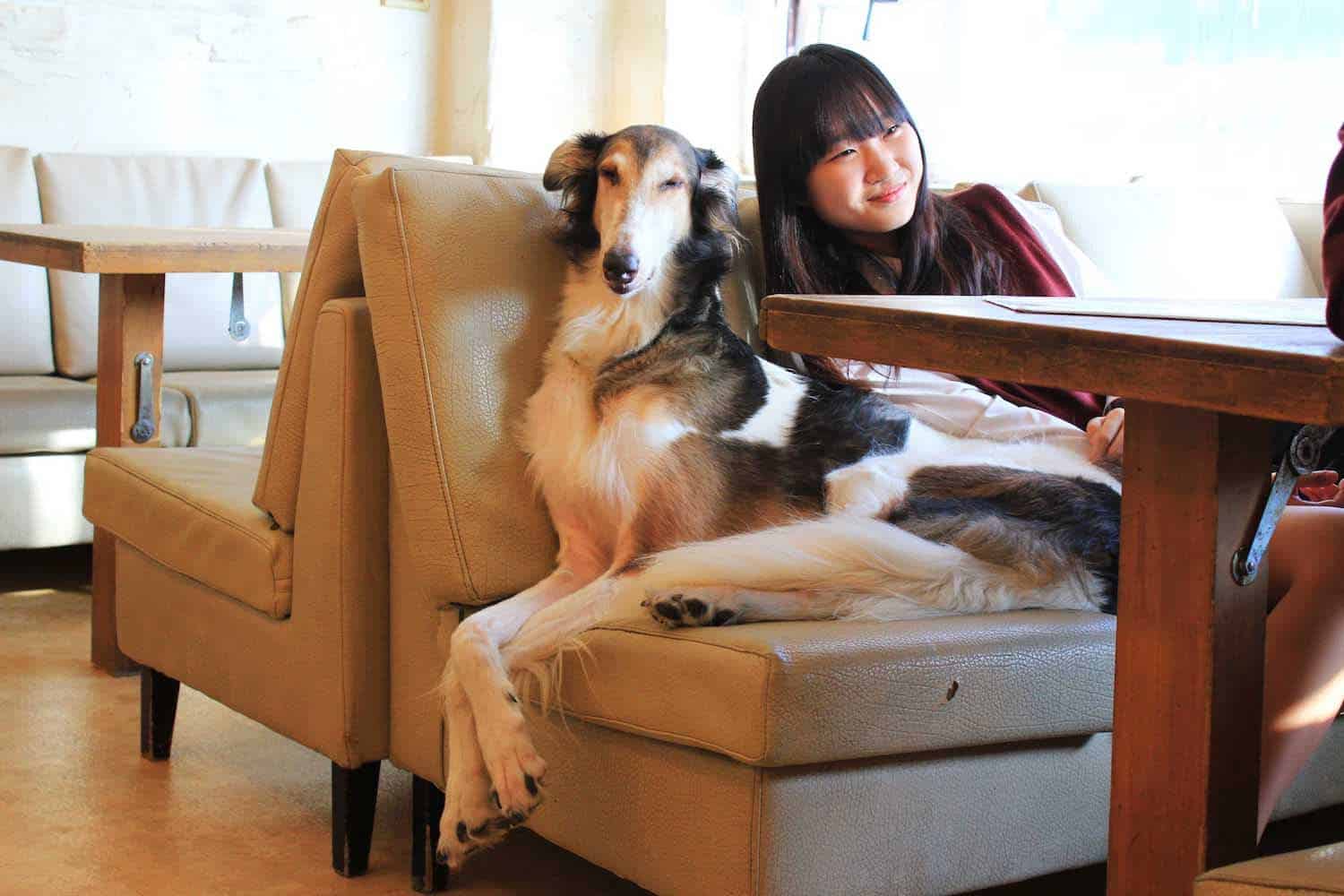 Best dog at a dog cafe in Seoul