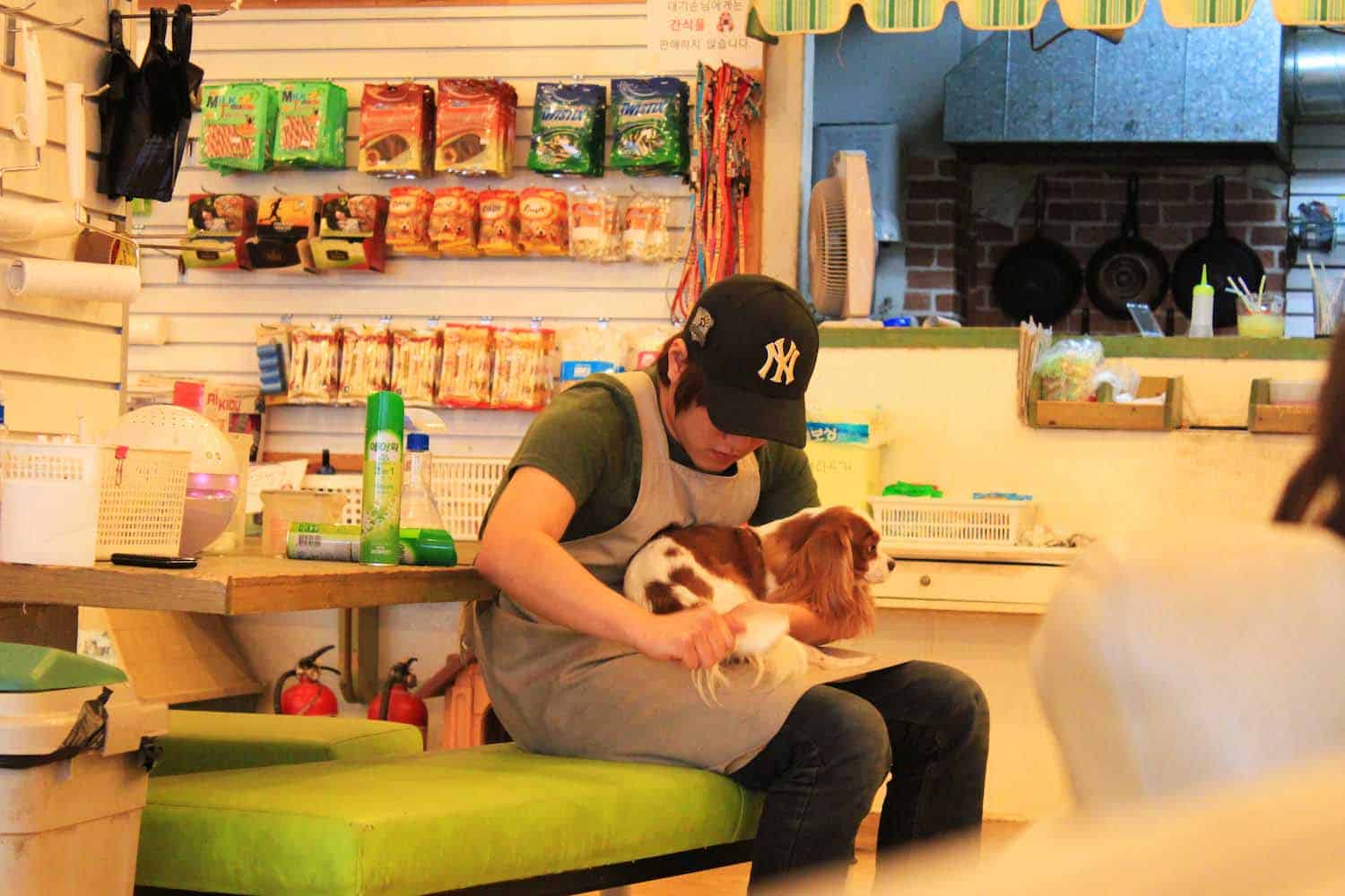 Dog at Seoul's dog cafe