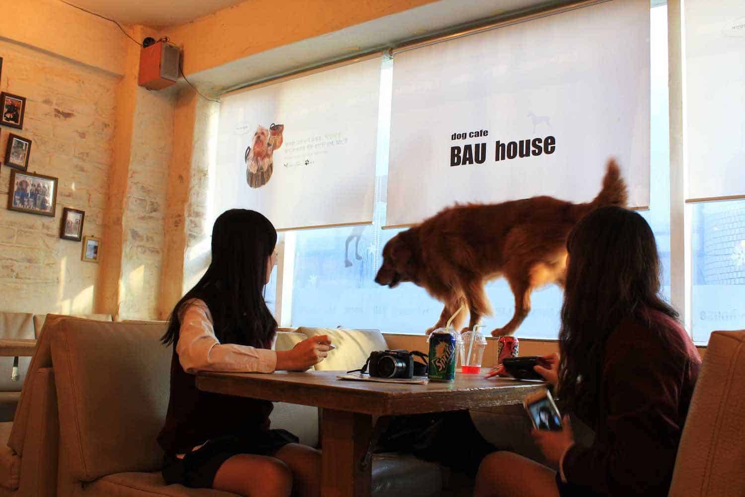 Dog at the Bau House in Seoul