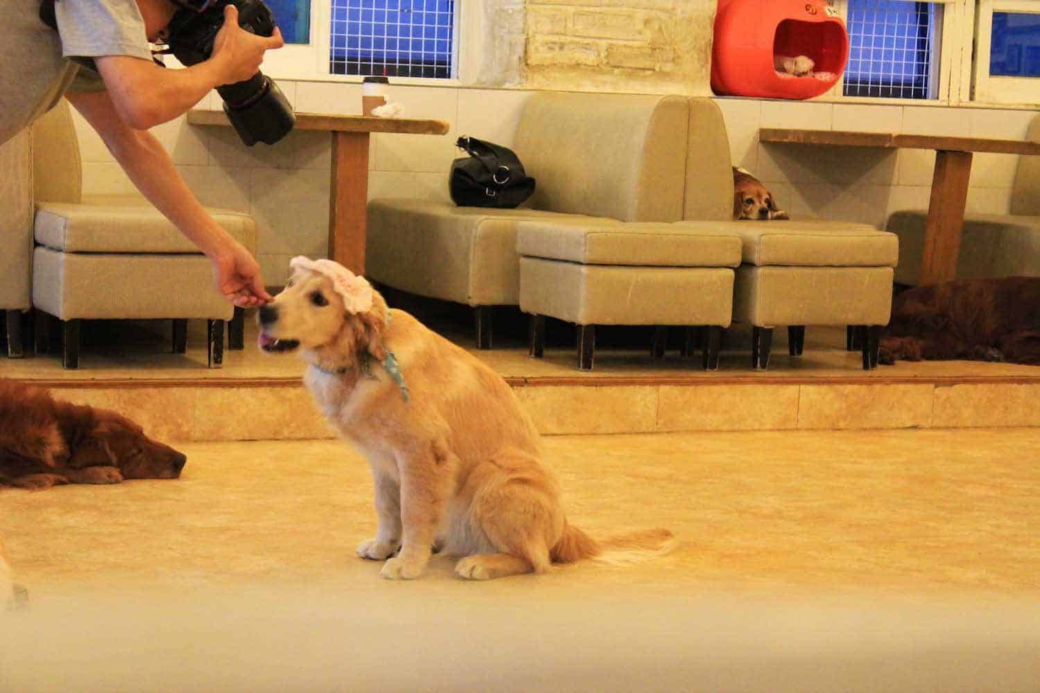 Dressing up a dog at a dog cafe