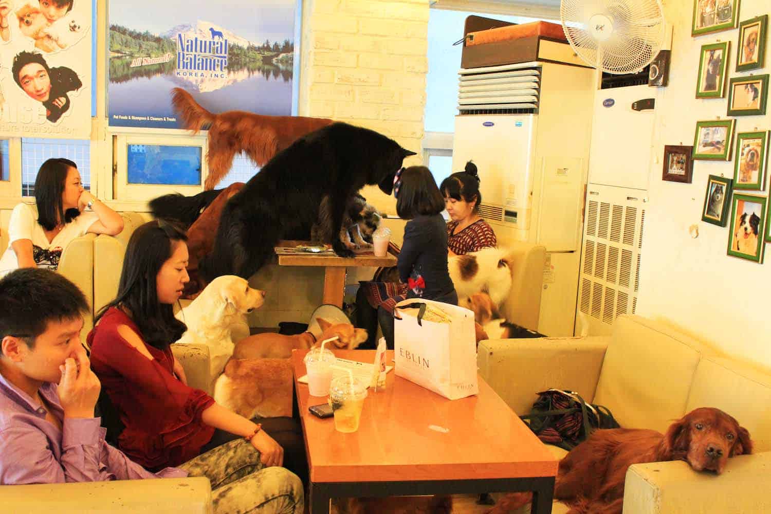 Lots of dogs at a dog cafe in Seoul