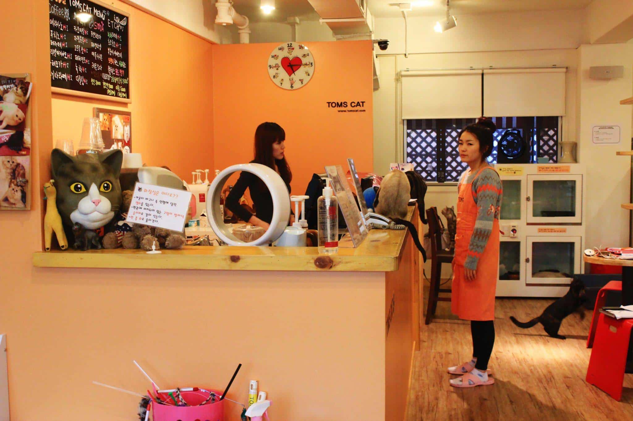 Heavy Petting in Seoul: Visiting a Cat Cafe