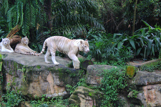 white tigers at singapore zoo