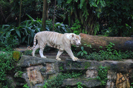 white tigers at singapore zoo