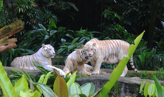 white tigers at singapore zoo