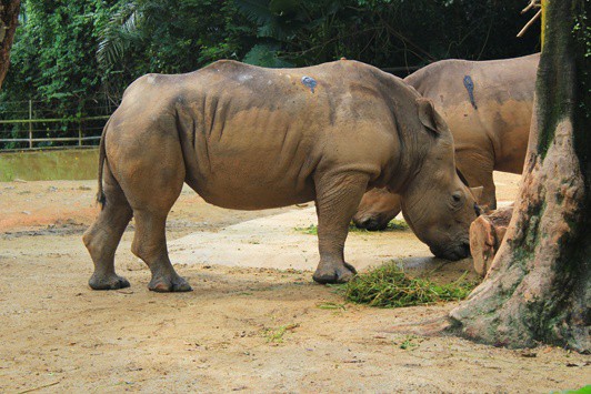 rhino singapore zoo