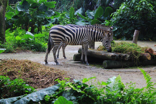 zebra singapore zoo