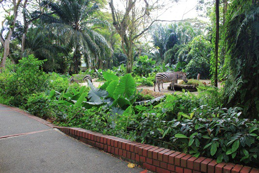 zebras singapore zoo zebras singapore zoo