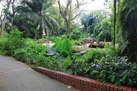 zebras singapore zoo