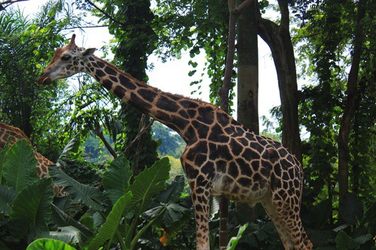 giraffe singapore zoo