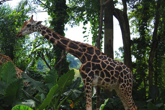 giraffe singapore zoo giraffe singapore zoo