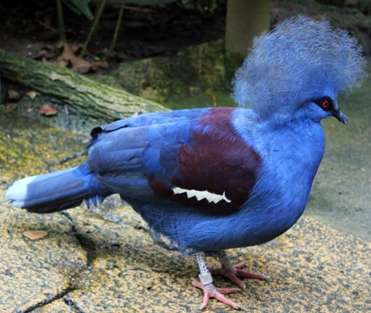 blue bird singapore zoo