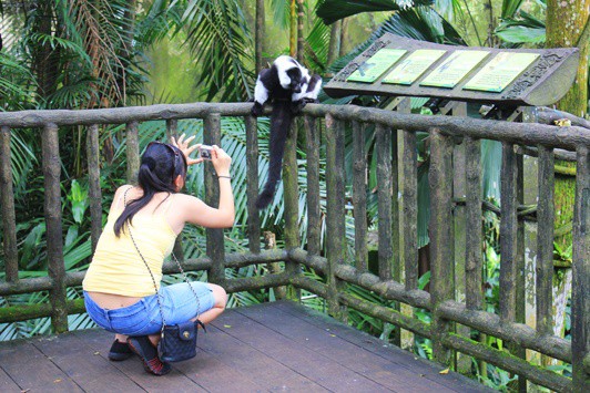 lemur singapore zoo