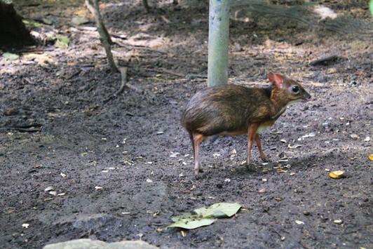 singapore zoo singapore zoo