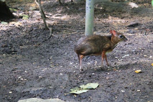 singapore zoo