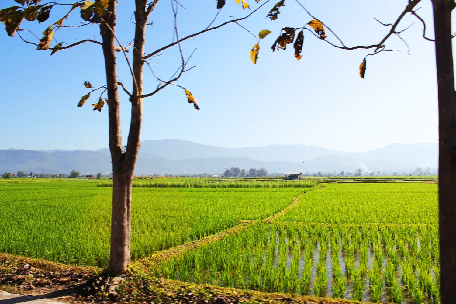 Rice Paddies in Northern Thailand