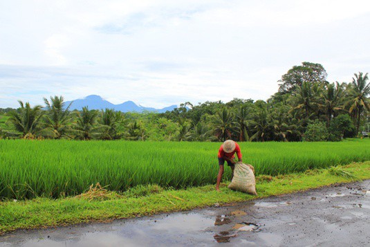 rice paddies in ubud bali