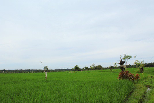 rice paddies bali