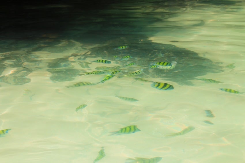 tropical fish in thailand