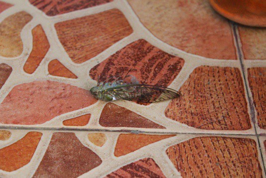 horrible bug in laos horrible bug in laos
