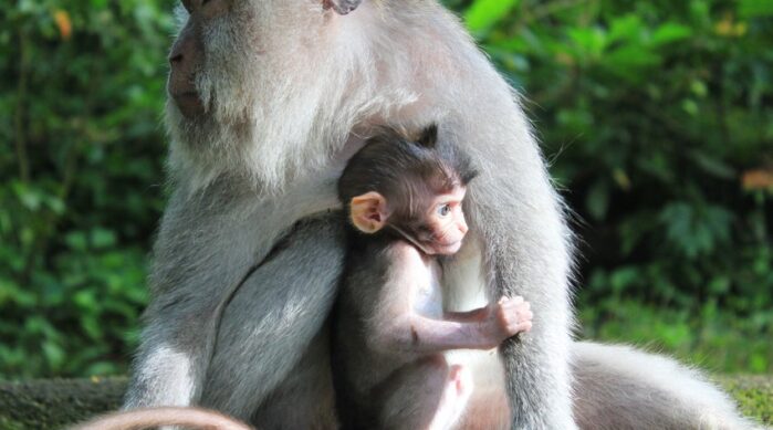 monkey forest ubud