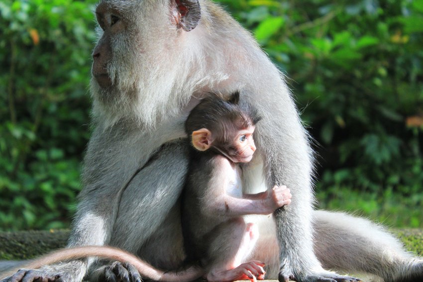 monkey forest ubud