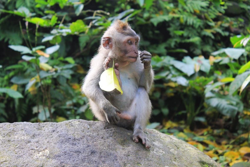 monkey forest ubud