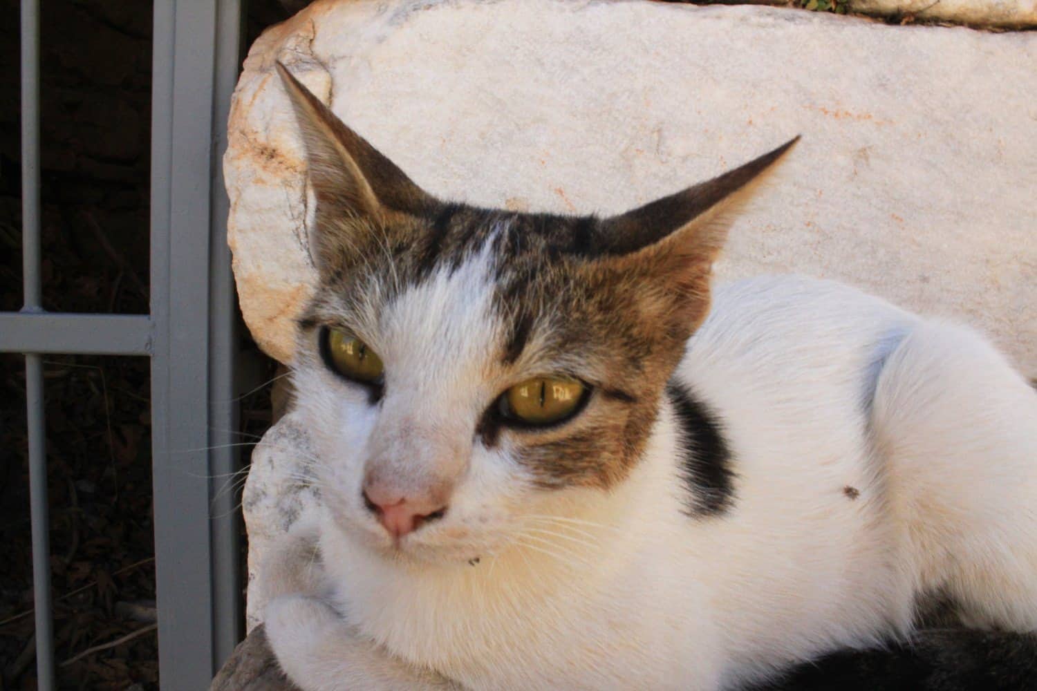 Kitten at Ephesus