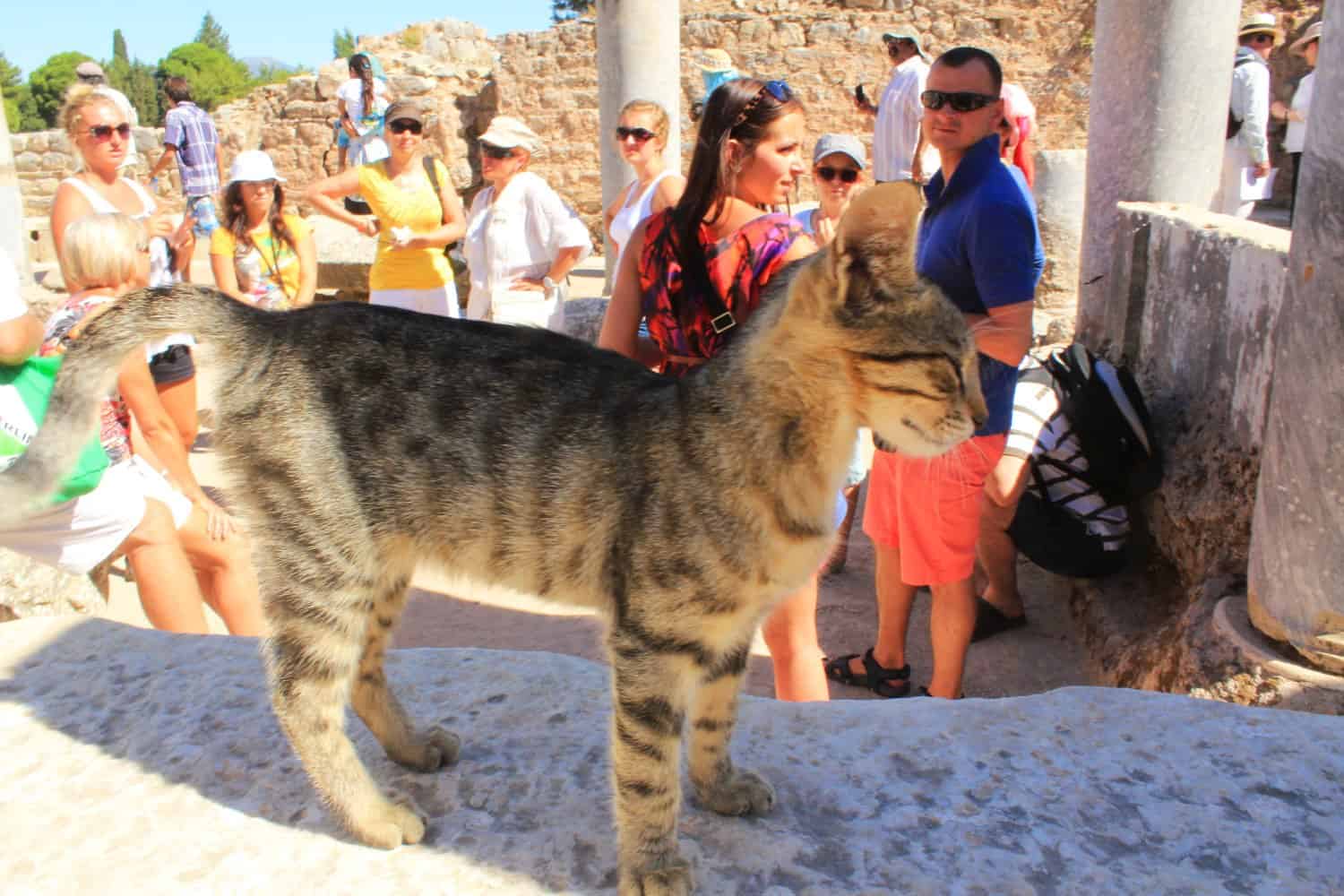 Kitten at Ephesus