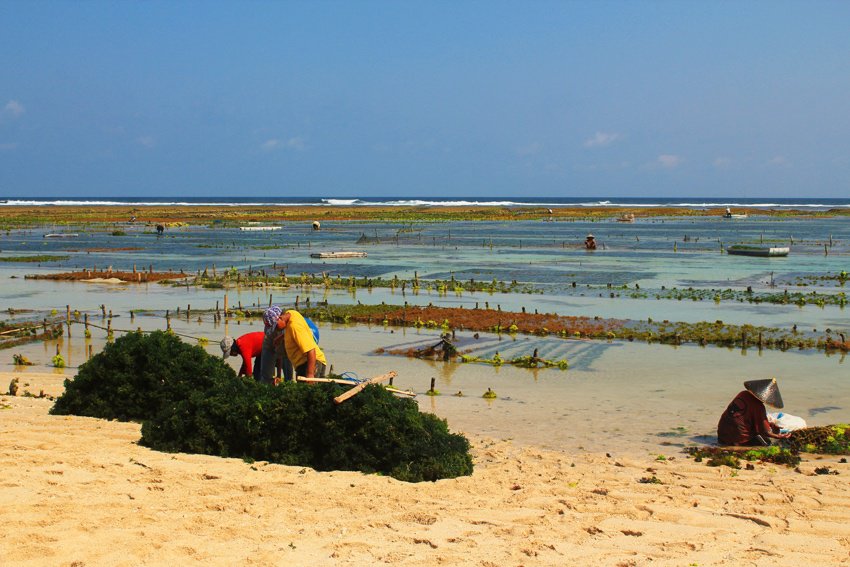 seaweed farm in bali