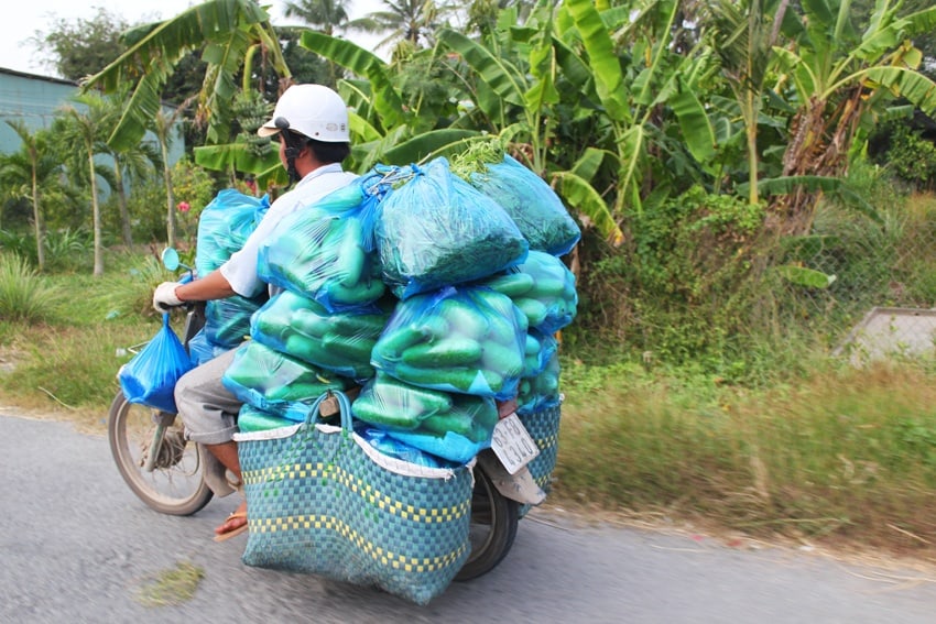 vegetables on a scooter