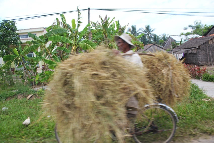 carrying hay on a scooter vietnam
