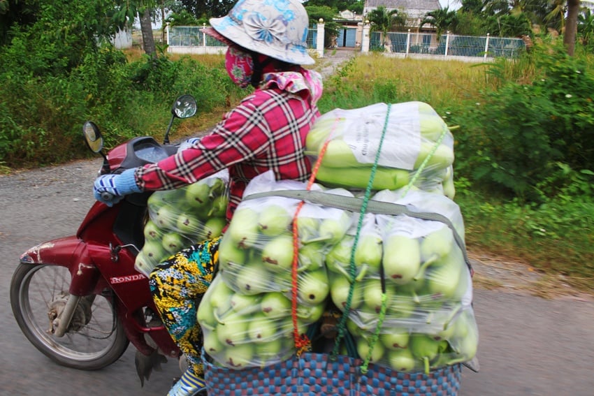 vegetables on a scooter