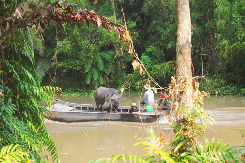 Buffalo on a boat Mekong Delta