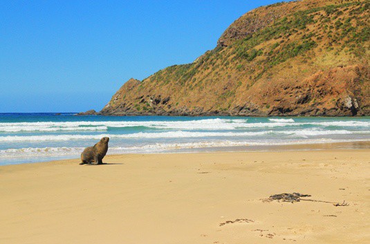 Sea lions on a beach in the Catlins