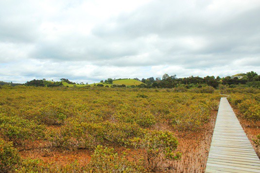 walkway bay of islands