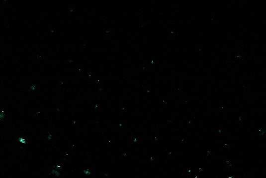 Glowworms at Waitomo
