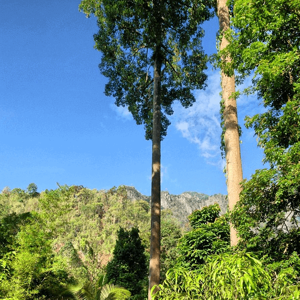 View at Chiang Dao nest