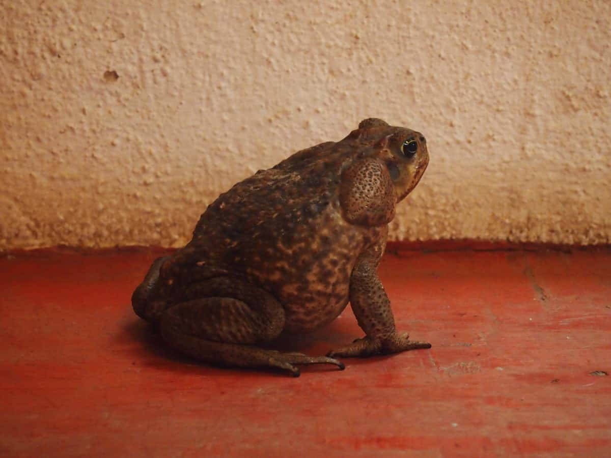 Bullfrog in Yelapa