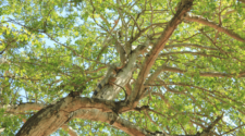 Iguana tree in Sayulita