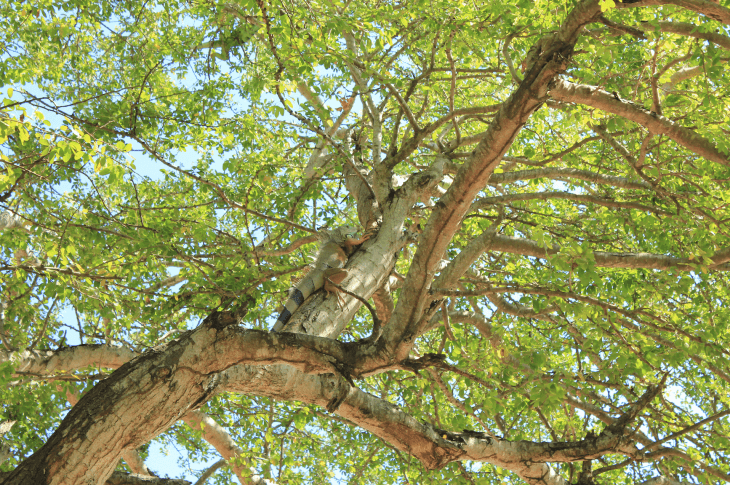 Iguana tree in Sayulita