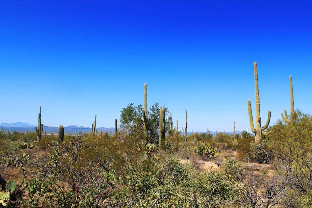 Saguaro National Park