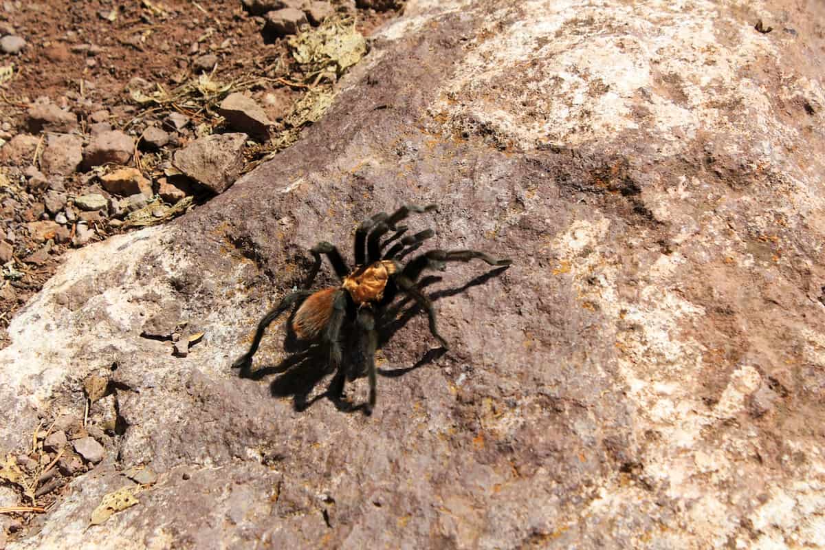 Wild tarantula at Big Bend National Park Wild tarantula at Big Bend National Park
