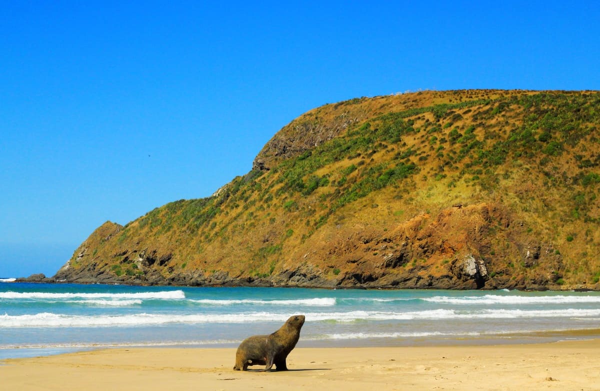 Sea lion, the catlins