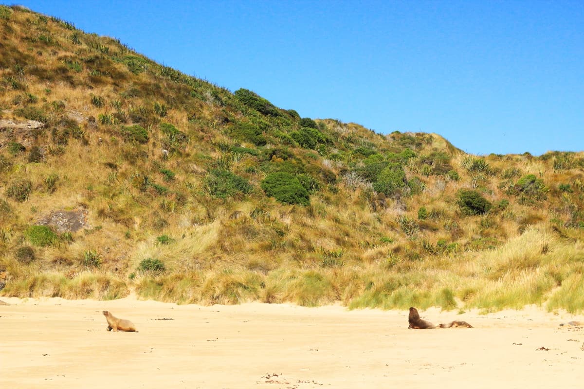 Sea lions everywhere