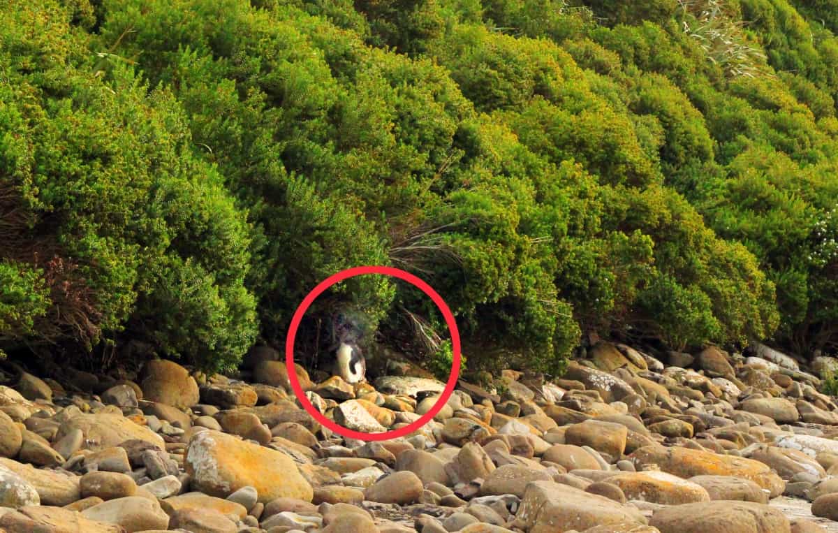 Wild penguin in The Catlins