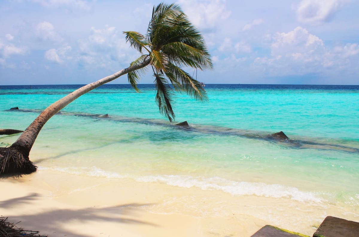 Maafushi Island palm trees