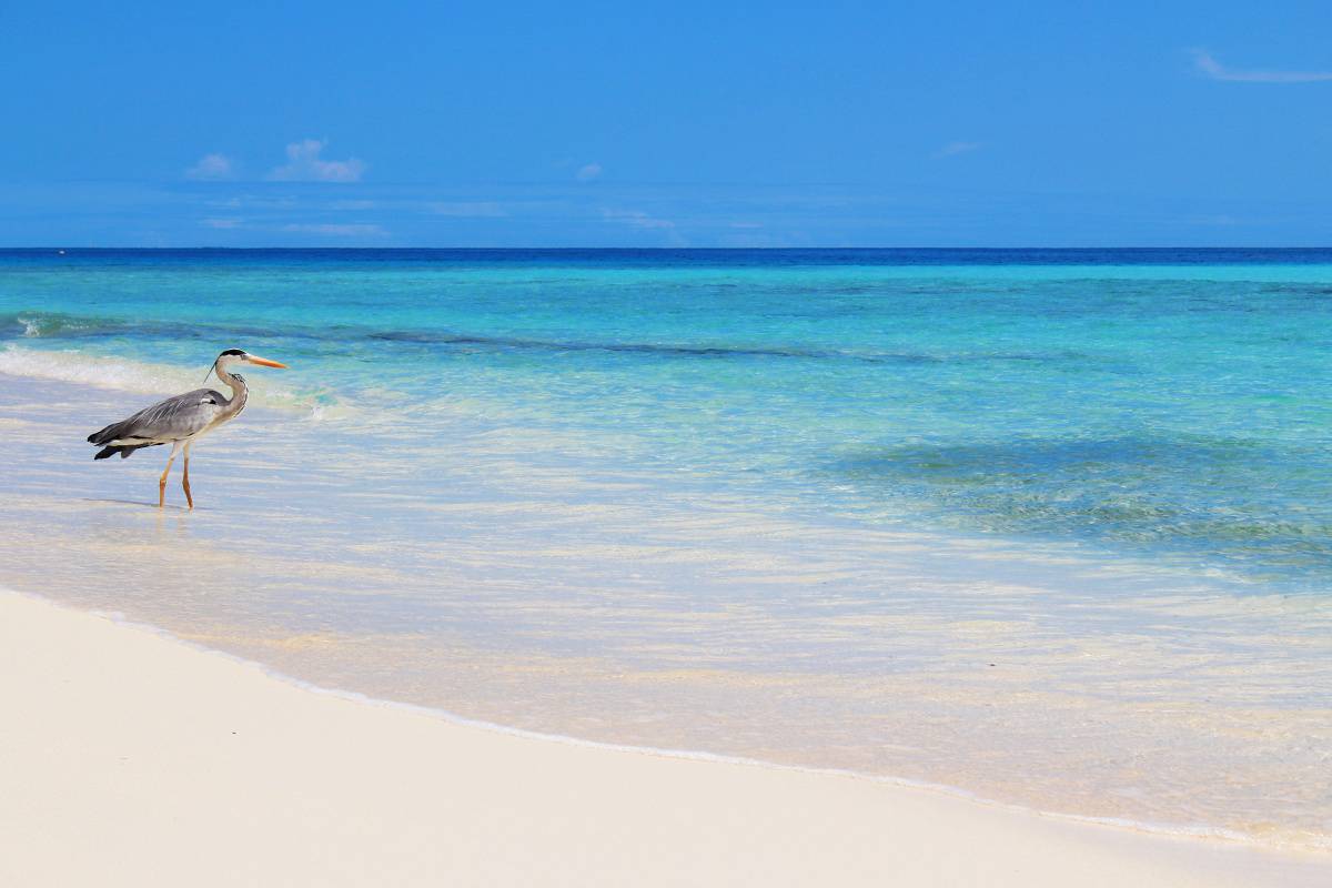 Heron on Bikini Beach, Fulidhoo