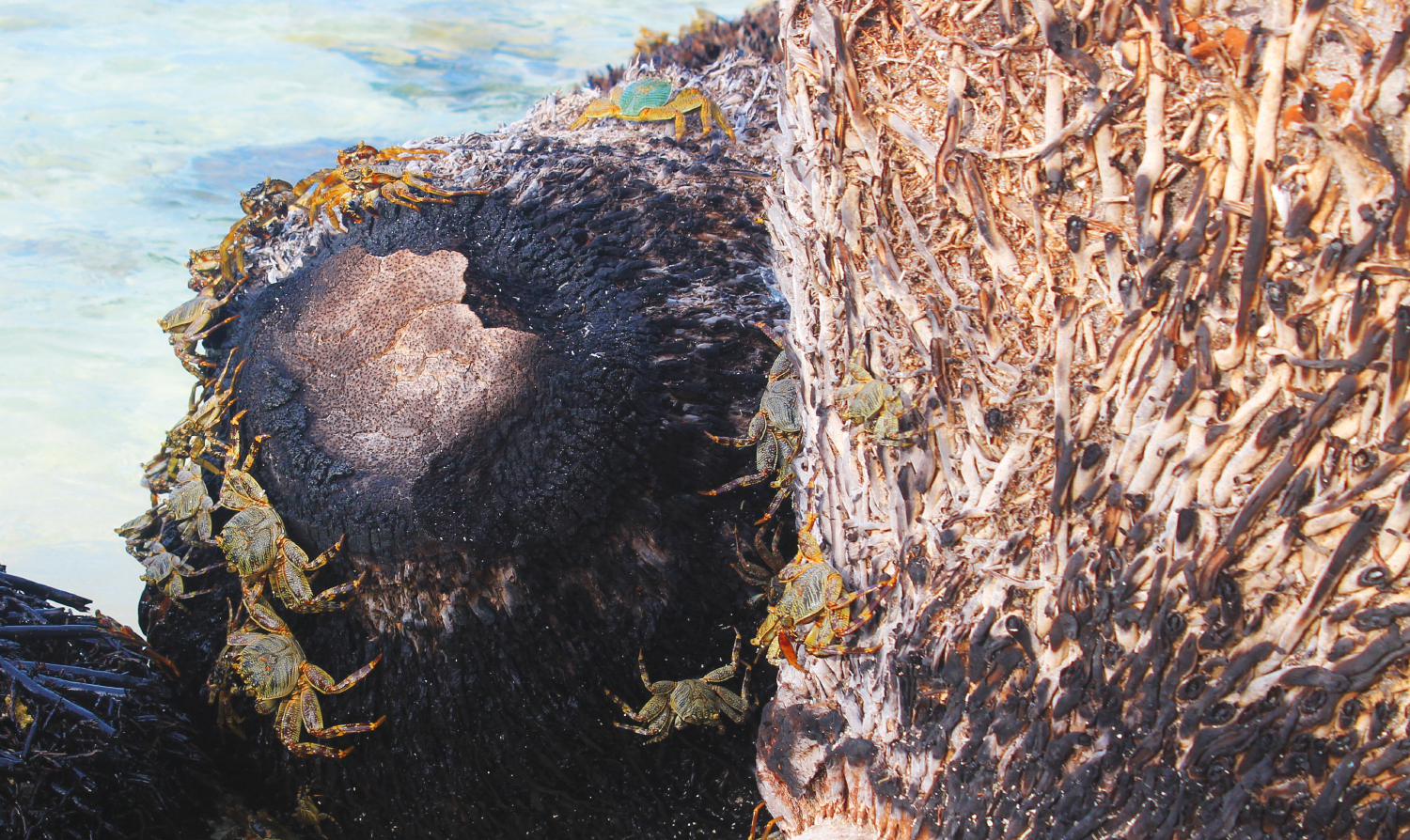 Crabs in Fulidhoo